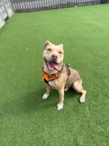 Pet Image